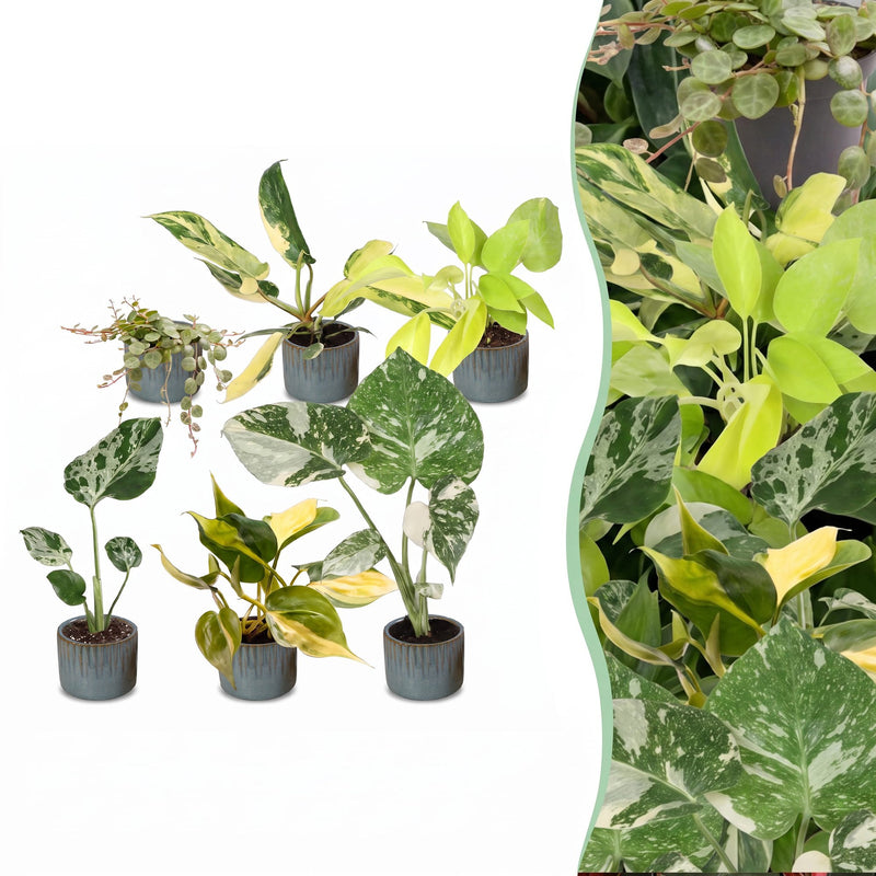 Baby Tropical Mix: 6 exotische Zimmerpflanzen im Set (Ø6cm)