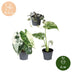 3x Baby Variegata Mix - Tropische Raritäten im Set - Ø6cm Bild 5