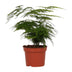 Zierfarn Asparagus Setaceus 'Plumosus' im 12cm Topf, 35cm hoch Bild 1