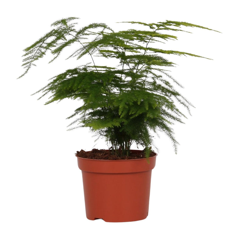 Zierfarn Asparagus Setaceus 'Plumosus' im 12cm Topf, 35cm hoch