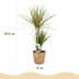 Green boutiQ - Zimmerpflanzen - Dracaena Sunray - Drachenbaum - Pflegeleicht - mit Korb - Grün - Gelb - 2 Pflanzen - Topf 17cm - Höhe 70-75cm Bild 3