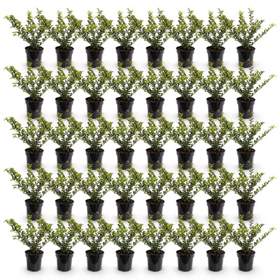 Green boutiQ - 40x Ilex crenata Golden Gem - Japanische Stechpalme - Heckenpflanzen - Immergrün - Gelb - Topf 9cm - Höhe 20-30cm