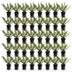 Green boutiQ - 40x Ilex crenata Golden Gem - Japanische Stechpalme - Heckenpflanzen - Immergrün - Gelb - Topf 9cm - Höhe 20-30cm Bild 10