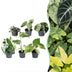6x Baby Variegata Mix: Tropische Raritäten im Ø6cm Topf Bild 1