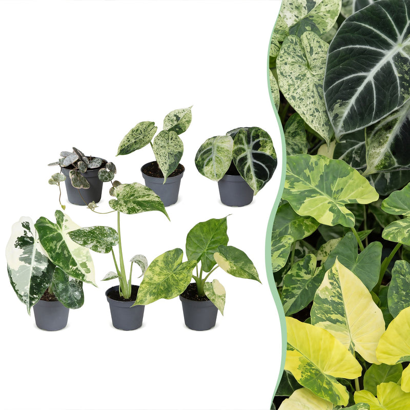6x Baby Variegata Mix: Tropische Raritäten im Ø6cm Topf