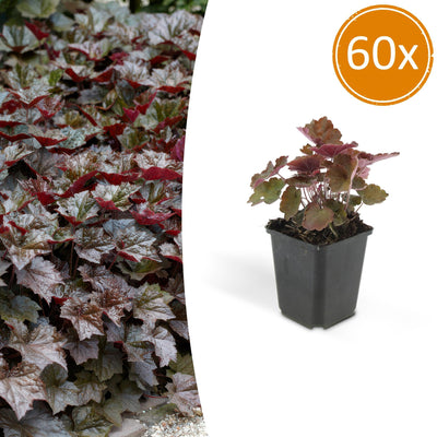 Heuchera 'Palace Purple' - 60 Stk. mit 10-25cm Höhe im 9cm Topf