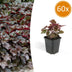 Heuchera 'Palace Purple' - 60 Stk. mit 10-25cm Höhe im 9cm Topf Bild 1