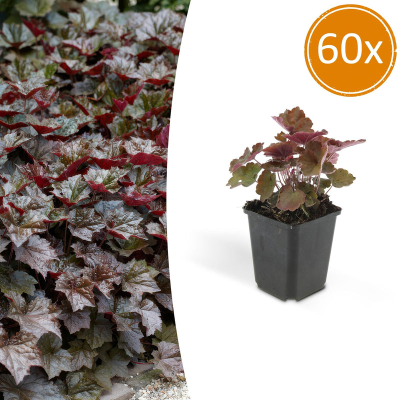 Heuchera 'Palace Purple' - 60 Stk. mit 10-25cm Höhe im 9cm Topf