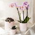 Kolibri Orchids | Pink Orchid Portugal + Bloom Decorative Pot – Pot Size Ø9cm | Flowering Houseplant – Fresh from the Grower Bild 2
