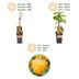 Himbeerpflanze Fallgold - Gelbe Bio-Himbeere - 2 Pflanzen Bild 4