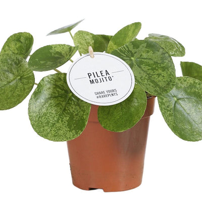Pilea Mojito Zimmerpflanze | Ø13cm | Grün | Pflegeleicht