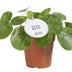 Pilea Mojito Zimmerpflanze | Ø13cm | Grün | Pflegeleicht Bild 1