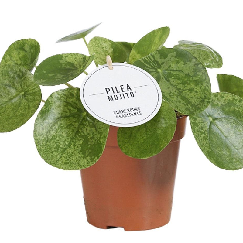 Pilea Mojito Zimmerpflanze | Ø13cm | Grün | Pflegeleicht