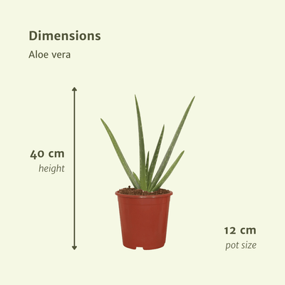 2x Aloe Vera Sukkulente - 40cm Höhe, 12cm Topfdurchmesser