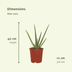 2x Aloe Vera Sukkulente - 40cm Höhe, 12cm Topfdurchmesser Bild 2