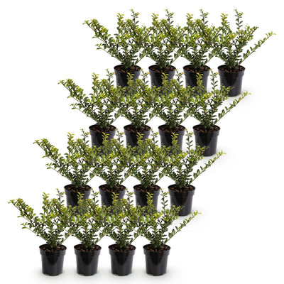 Green boutiQ - 16x Ilex crenata Golden Gem - Japanische Stechpalme - Heckenpflanzen - Immergrün - Gelb - Topf 9cm - Höhe 20-30cm