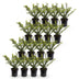 Green boutiQ - 16x Ilex crenata Golden Gem - Japanische Stechpalme - Heckenpflanzen - Immergrün - Gelb - Topf 9cm - Höhe 20-30cm Bild 2