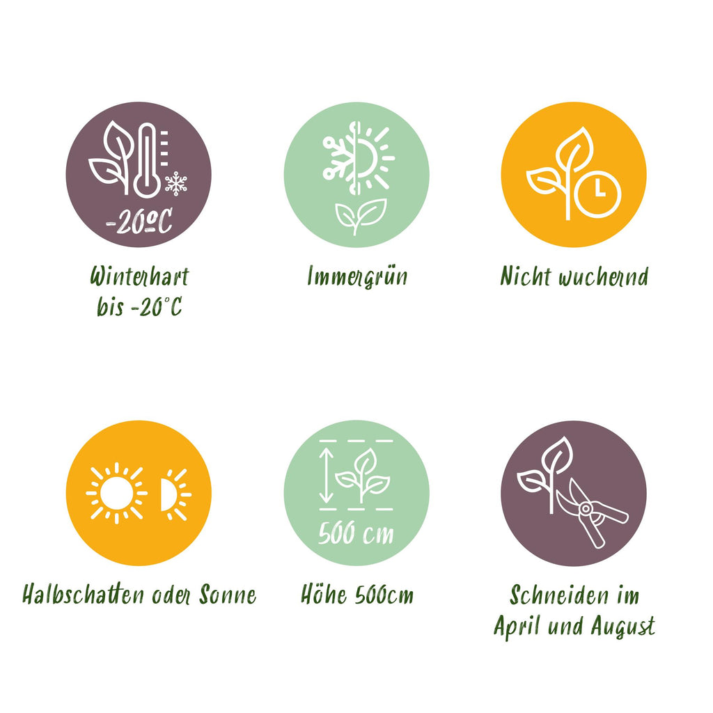 GreenboutiQ - Heckenpflanzen - Prunus laurocerasus Rotundifolia - Blatt grün - 6 Pflanzen - 1 laufender Meter - immergrün - Topf 17cm Höhe 50cm