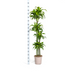 Dracaena Deremensis Dorado Topfpflanze, Ø27cm, 170-190cm Bild 2