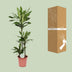 Drachenbaum Janet Lind - Ø24cm - ↕130cm Bild 4