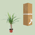 Yucca-Pflanze Ø12cm, 50cm hoch - pflegeleicht & elegant Bild 4