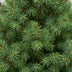 Picea glauca Conica - Zuckerhutfichte - Grün - Weihnachtsbaum - Ø23cm - ↕80cm Bild 4