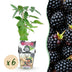 Dornlose Brombeere 'Thornfree' - Winterhart, 6er Set Bild 1