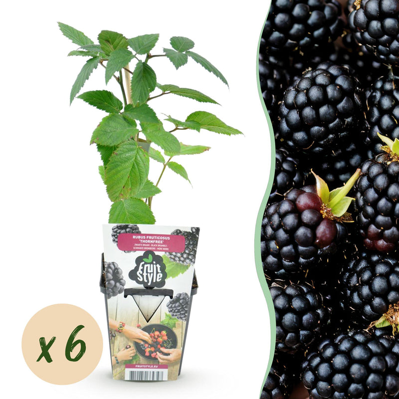 Dornlose Brombeere 'Thornfree' - Winterhart, 6er Set