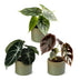 3x Alocasia Tricolour Baby Pflanzen - Ø6cm Bild 1