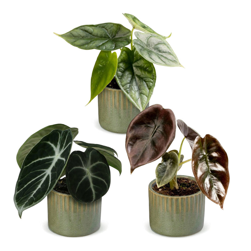 3x Alocasia Tricolour Baby Pflanzen - Ø6cm