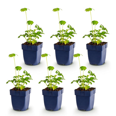Green boutiQ - Perennial Plant - Astrantia major - Masterwort - Shade - White-Pink - 6 Plants - 11cm Pot - 15-25cm Height