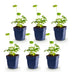 Green boutiQ - Perennial Plant - Astrantia major - Masterwort - Shade - White-Pink - 6 Plants - 11cm Pot - 15-25cm Height Bild 2