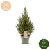 2x Picea glauca Conica - Zuckerhutfichte - Grün - Weihnachtsbaum - Ø17cm - ↕65cm Bild 5