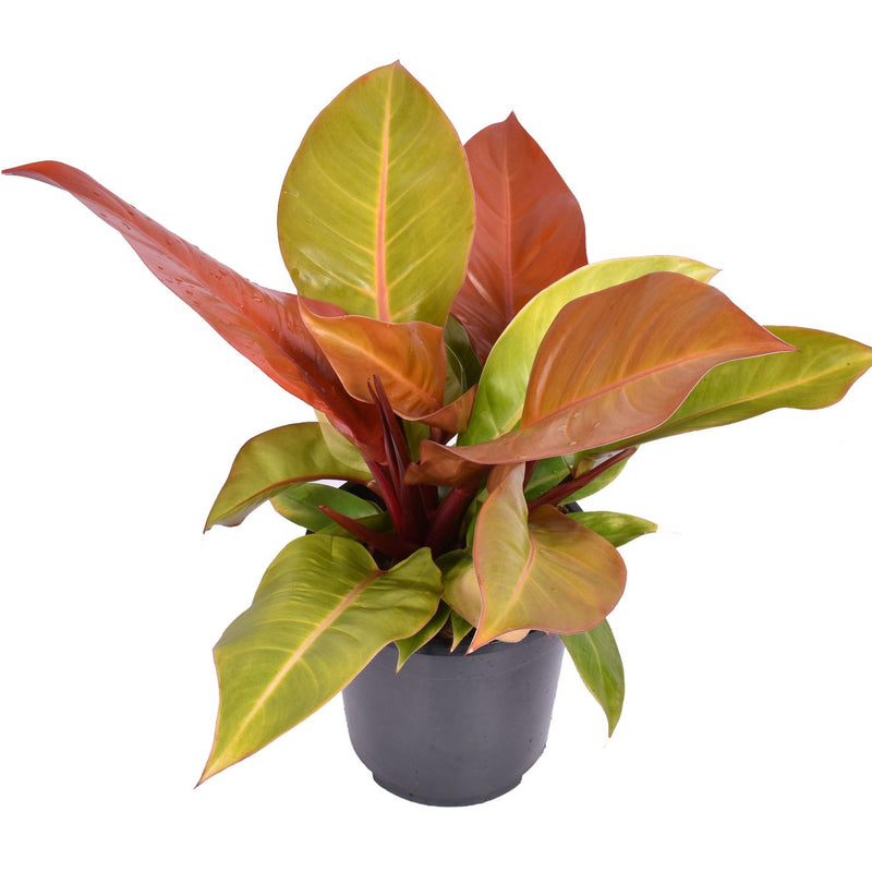 Philodendron Prince of Orange - 60cm - Ø19cm Pot
