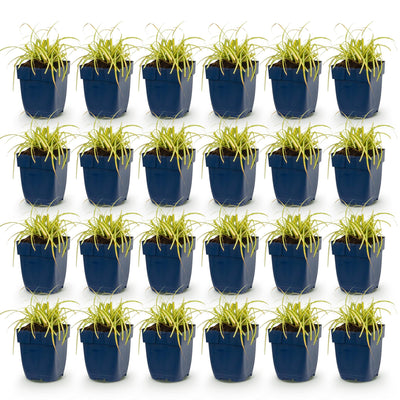 Green boutiQ - Grasses - Carex oshimensis Evergold - Japanese Sedge - Evergreen - Yellow-Green - 24 Plants - 11cm Pot - 15-25cm Height