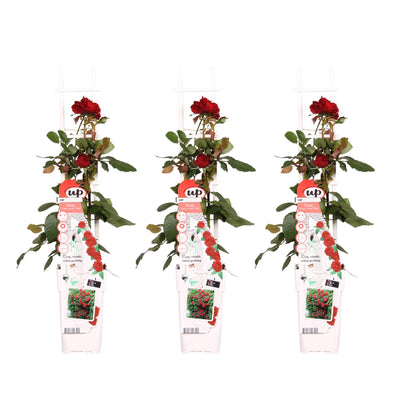 3x Rose 'Crazy in Love'® Red, ↨65cm, Ø15cm Pot