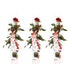 3x Rose 'Crazy in Love'® Red, ↨65cm, Ø15cm Topf Bild 8