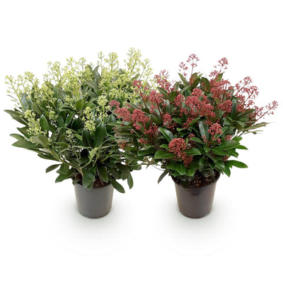 Skimmia japonica Set: Weiß & Rot, winterhart, 60cm