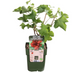 3 x Bio-Stachelbeerpflanzen – Ø 13 cm – ↨ 20 cm Bild 7