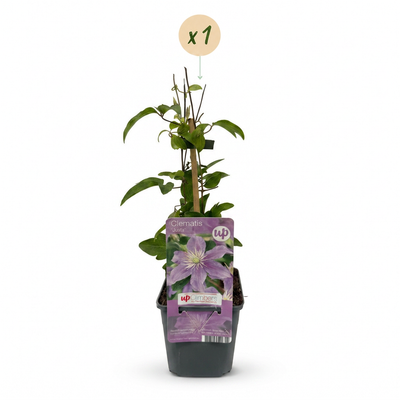 Clematis Justa - Hellblaue Kletterpflanze im Ø9cm Topf, 35cm hoch