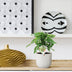 Monstera Obliqua 'Monkey Leaf' - 25cm - ø12cm Topf Bild 3