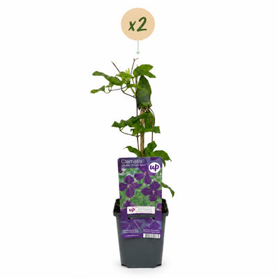 Clematis 'Polish Spirit' - 2 climbing plants, pink flowers, easy care