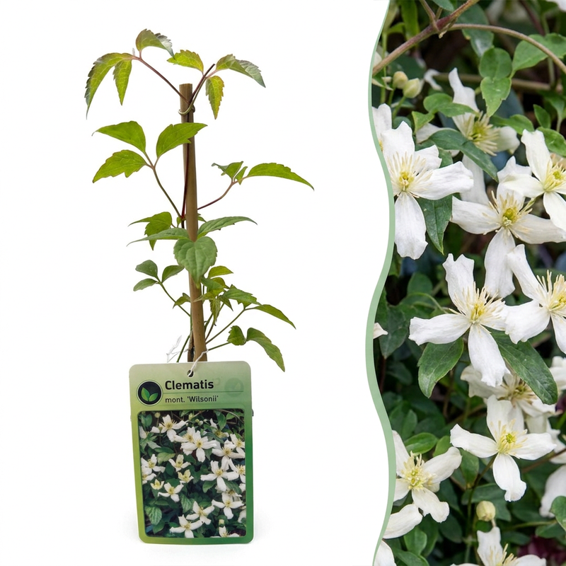 Clematis mont. 'Wilsonii' Bergwaldrebe - Weiß - Kletterpflanze
