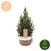 Picea glauca Conica - Zuckerhutfichte - Grün - Weihnachtsbaum - inkl. Korb - Ø17cm - ↕65cm Bild 5