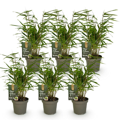 Green boutiQ Bambus Fargesia Rufa - 6 Pflanzen, Nicht Wuchernd, Grün