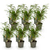 Green boutiQ Bamboo Fargesia Rufa - 6 Plants, Non-Invasive, Green Bild 2