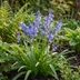 160x Englische Blaue Glockenblume (Hyacinthoides non Scripta) Zwiebeln Bild 2