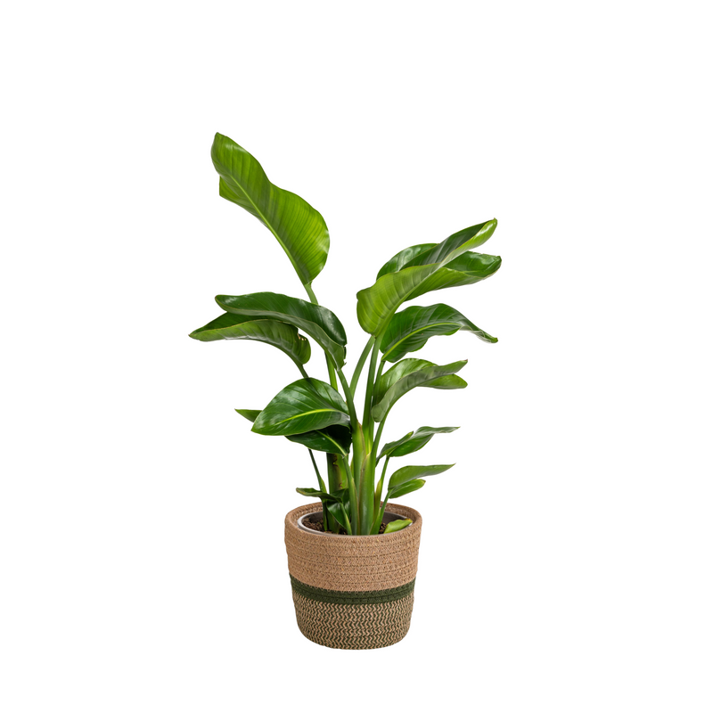Strelitzia Nicolai mit Korb Ø21cm - 90-110cm, Paradiesvogelblume