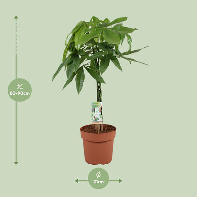 Pachira Aquatica Glückskastanie Ø21cm - 90cm