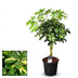 Schefflera Gold Capella Houseplant - Ø21cm - ↕75cm Bild 2